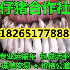 山东外三元猪仔猪苗价格行情