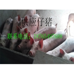 山东仔猪价格今日三元仔猪价格行情