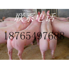 三元仔猪价格今日猪苗批发价格行情