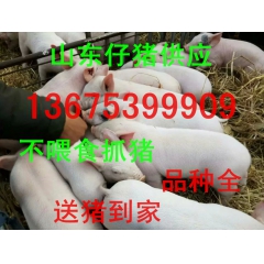 15公斤仔猪价格是多少