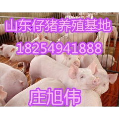 供应山东仔猪