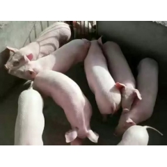 大量供应仔猪山东苗猪批发价格