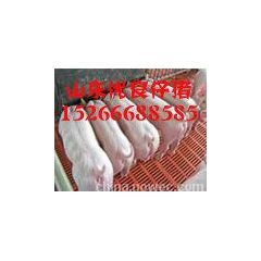 山东仔猪信息 山东仔猪产地 山东仔猪基地