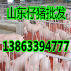 山东仔猪价格仔猪销售价格