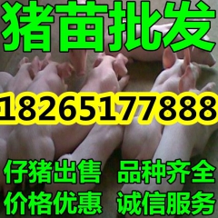 【三元仔猪】山东仔猪批发报价
