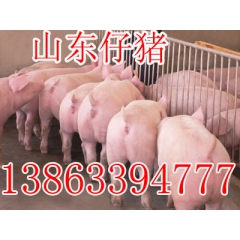 三元仔猪价格长白仔猪价格