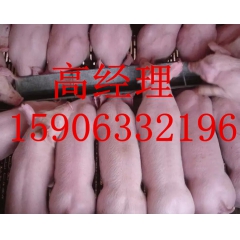 山东仔猪养殖繁育基地10~60公斤仔猪供