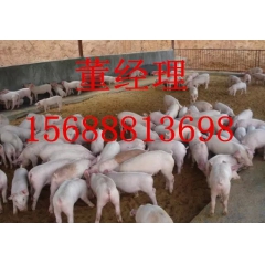 15688813698常年供应良种仔猪