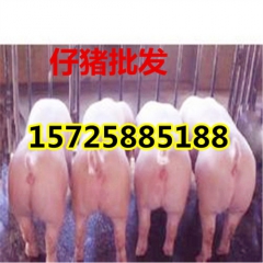 小猪苗山东小猪今日批发价格