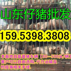 山东三元仔猪价格仔猪批发仔猪供应