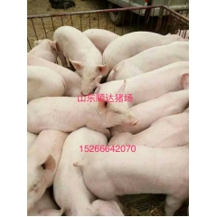 双肌臀瘦肉型仔猪价格三元仔猪价格
