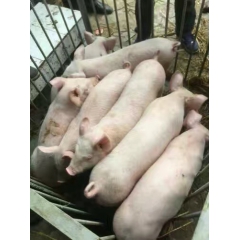 山东沂水诚信仔猪供应