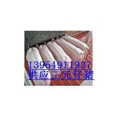山东猪场山东仔猪供应山东母猪供应