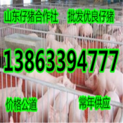 山东仔猪批发场仔猪苗猪价格行情
