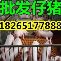 山东仔猪 三元仔猪苗猪 杜洛克仔猪  长白仔猪 山东仔猪批发...