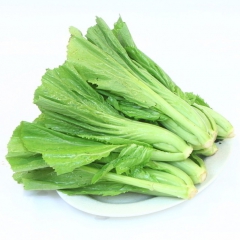 厂家供应 新鲜盖菜500g 青菜  新鲜蔬菜配送批发