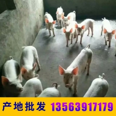 杜洛克仔猪  品种纯长势快  仔猪批发