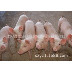 杜洛克仔猪 长白苗猪 三元仔猪 大约克猪仔欣盛猪场大量供应