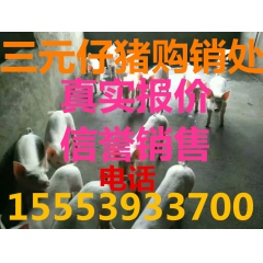 山东仔猪销售合作社供应三元仔猪 今日仔猪最新报价 猪苗批发基...