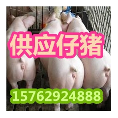 出售山东仔猪 三元仔猪 山东三元仔猪价格优惠 免费运输