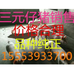山东仔猪行情销售中心、今日猪苗杜洛克仔猪、三元仔猪销售价格