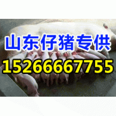 供应太湖母猪 三元仔猪 内外三元仔猪