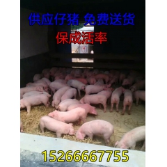 供应优良仔猪、苗猪、猪苗、仔猪今日价格咨询，免费配送跟踪服务