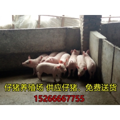正宗三元仔猪，仔猪价格，苗猪批发价格，仔猪行情