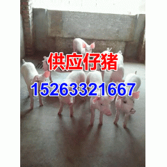仔猪 仔猪热销中 仔猪保证品种纯正 量大优惠!