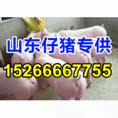 山东的仔猪哪里的品种好?山东仔猪,山东仔猪价格,批发优质仔猪