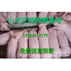 优质仔猪 苗猪  山东猪产地