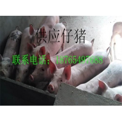 山东三元仔猪批发价格