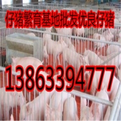 仔猪 长白仔猪 仔猪产地今日仔猪批发价格产地行情
