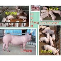 三元仔猪 杜洛克仔猪 良种杂交仔猪 山东仔猪价格全国低廉