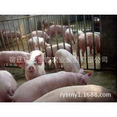 瘦肉型三元仔猪 批发三元猪苗 外三元良种猪 20-40公斤仔...