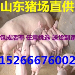 今日仔猪价格，山东仔猪价格，小猪价格，山东苗猪价格仔猪
