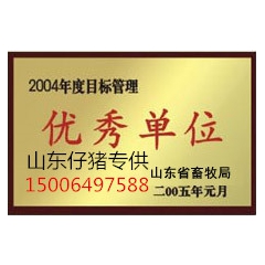 仔猪养殖基地 今日仔猪价格 山东仔猪近期行情 怎样挑选仔猪