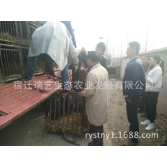 黑猪种苗批发黑仔猪 山林养殖黑猪苗 圈养土黑猪 买黑猪免费运...