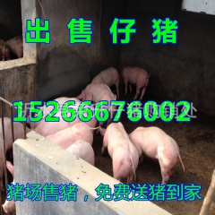 山东仔猪，仔猪，仔猪价格行情，跟踪服务，免费送猪到家，