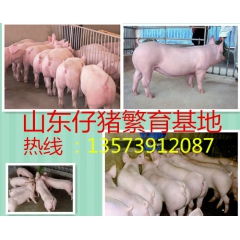 山东仔猪养殖山东猪仔价格沂水仔猪