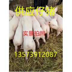 山东仔猪喂养管理 仔猪价格 小猪批发 长白仔猪 三元仔猪价格