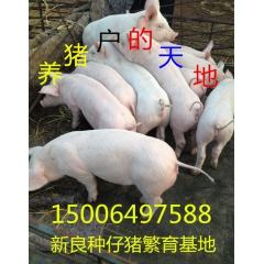 山东仔猪繁育基地 三元仔猪 长白猪价格