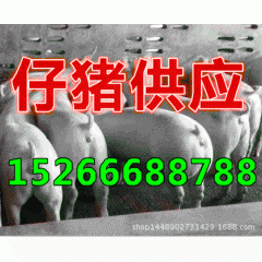 猪场常年供应仔猪 10-140公斤仔猪供应