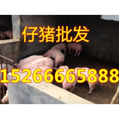 山东仔猪出售仔猪价格批发