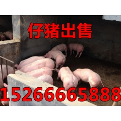 仔猪价格批发行情15266665888