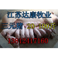 特价 三元猪 三元仔猪 20-80斤 包邮