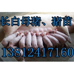 仔猪 长白仔猪 长白猪 15-80斤数量不限 量大价优