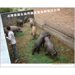 销售云南大理本地纯种/特种野猪 供应仔猪 成品野猪
