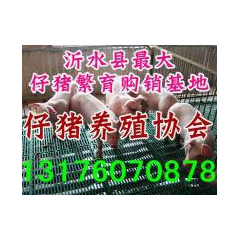 出售三元仔猪
