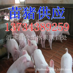 最新供应信息山东仔猪市场 内三元仔猪二元仔猪长白仔猪